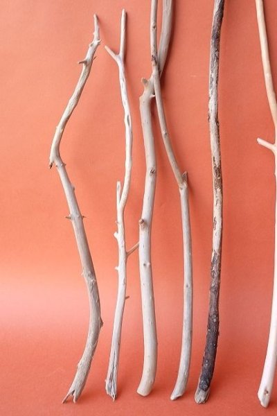 画像4: 小枝流木セット (4)