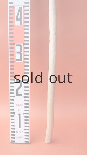 画像5: 棒流木 (5)