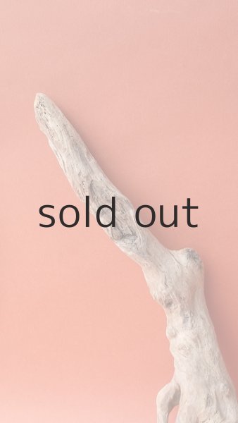 画像3: 流木根 (3)