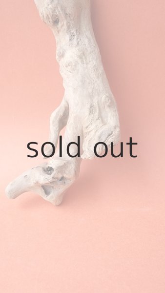 画像2: 流木根 (2)