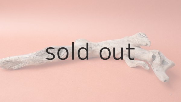 画像5: 流木根 (5)