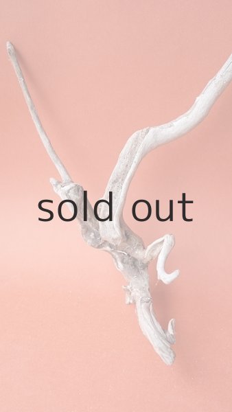 画像2: 流木根セット (2)