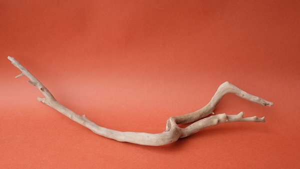 画像4: 流木根 (4)