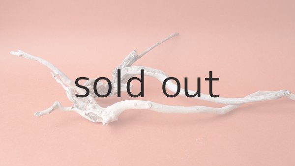 画像5: 流木根セット (5)