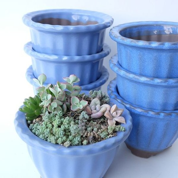 画像3: 塗り鉢(多肉寄せ植え用) (3)