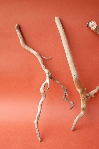 画像2: 流木根セット (2)