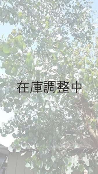 画像4: Dry plants for decor ユーカリ生切り幹（ポポラス）長尺タイプ1800mm (4)