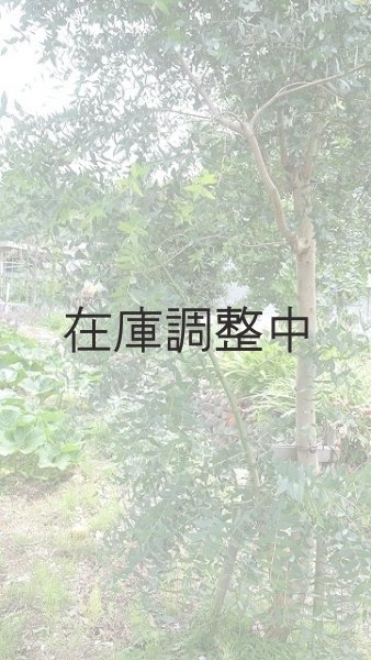 画像5: Dry plants for decor ユーカリ生切り幹（パルブラ）長尺タイプ1800mm (5)