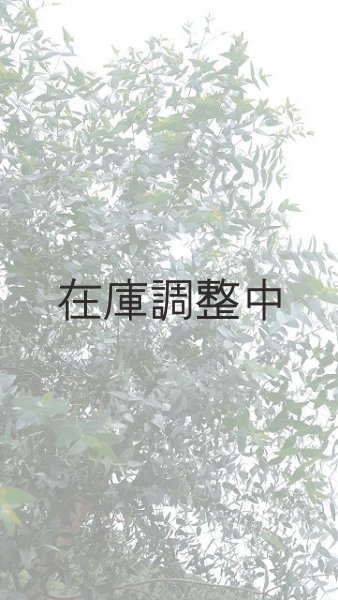 画像8: Dry plants for decor ユーカリ生切り幹（パルブラ）長尺タイプ1800mm (8)