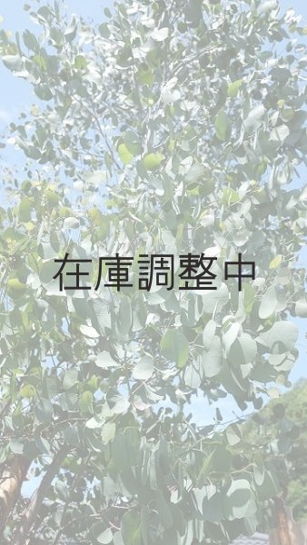 画像5: Dry plants for decor ユーカリ生切り幹（ポポラス）長尺タイプ1800mm (5)