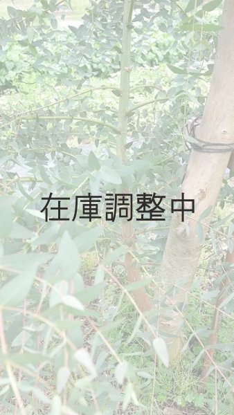 画像9: Dry plants for decor ユーカリ生切り幹（パルブラ）長尺タイプ1800mm (9)