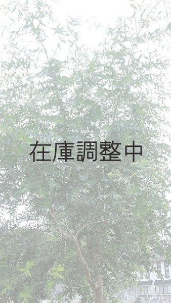 画像4: Dry plants for decor ユーカリ生切り幹（パルブラ）長尺タイプ1800mm (4)