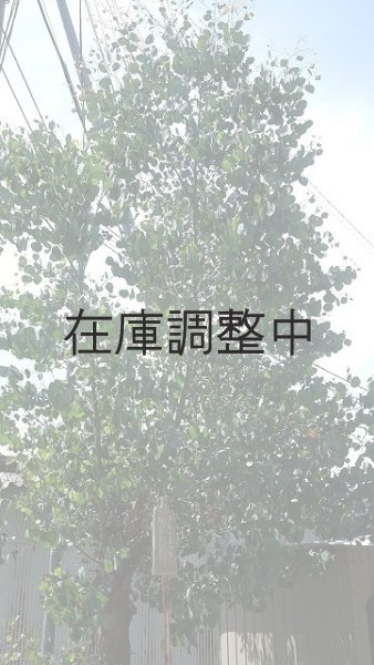 画像2: Dry plants for decor ユーカリ生切り幹（ポポラス）長尺タイプ1800mm (2)