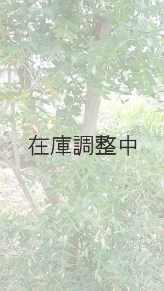 画像3: Dry plants for decor ユーカリ生切り幹（パルブラ）長尺タイプ1800mm (3)