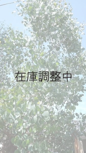 画像3: Dry plants for decor ユーカリ生切り幹（ポポラス）長尺タイプ1800mm (3)