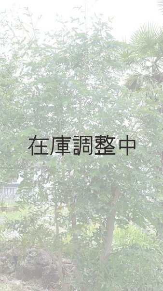 画像2: Dry plants for decor ユーカリ生切り幹（パルブラ）長尺タイプ1800mm (2)