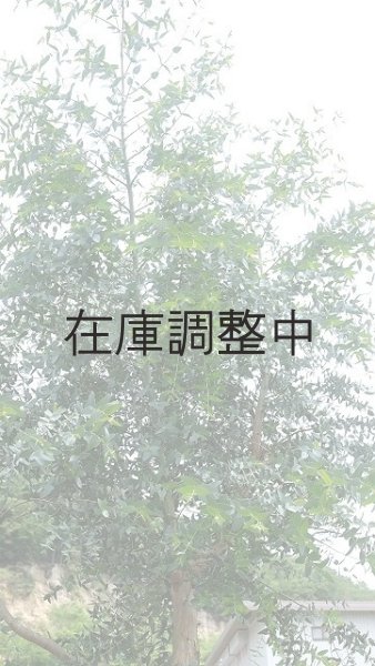 画像6: Dry plants for decor ユーカリ生切り幹（パルブラ）長尺タイプ1800mm (6)