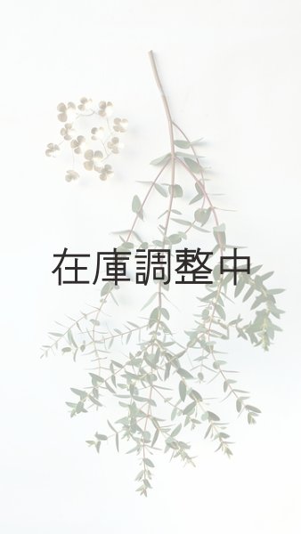画像10: Dry plants for decor ユーカリ生切り幹（パルブラ）長尺タイプ1800mm (10)