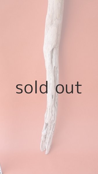 画像5: 枝流木 (5)