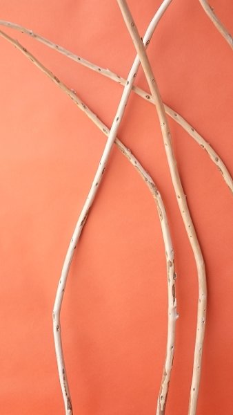 画像5: 棒流木セット (5)