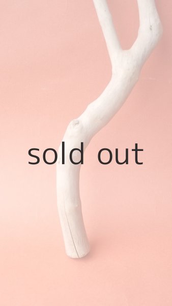 画像2: 小枝流木 (2)