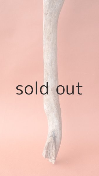 画像2: 小枝流木 (2)