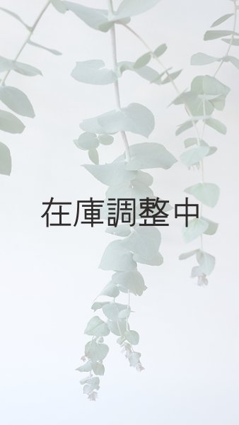 画像4: Dry plants for decor ユーカリ生切り枝（ブルーガム）タイプ700〜1000mm (4)