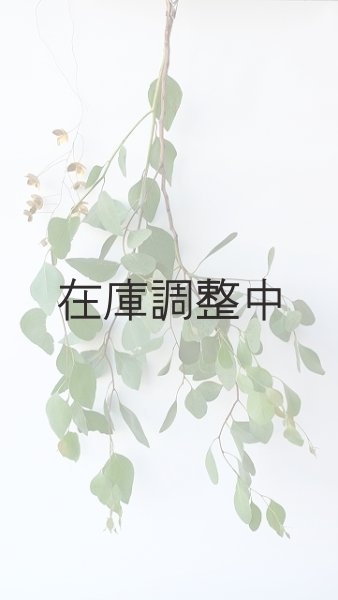 画像1: Dry plants for decor ユーカリ生切り枝（ポプルネア）タイプ700〜1000mm (1)