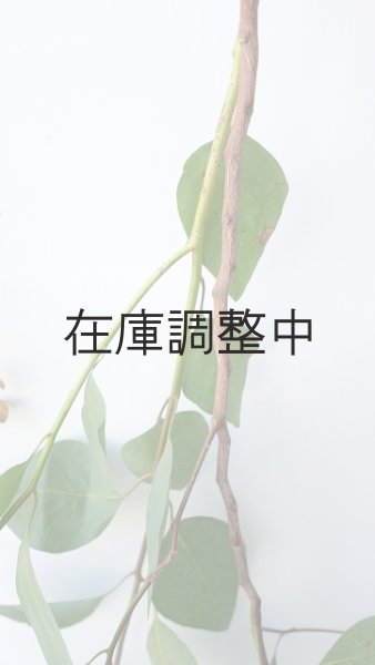 画像2: Dry plants for decor ユーカリ生切り枝（ポプルネア）タイプ700〜1000mm (2)