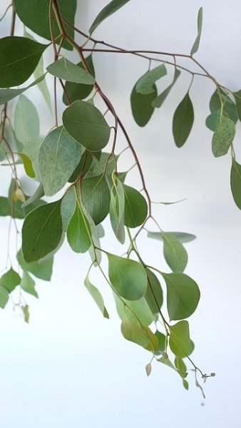 画像4: Dry plants for decor ユーカリ生切り枝(ポプルネア)タイプ700〜1000mm (4)