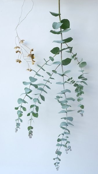 画像1: Dry plants for decor ユーカリ生切り枝（ブルーガム）タイプ700〜1000mm (1)