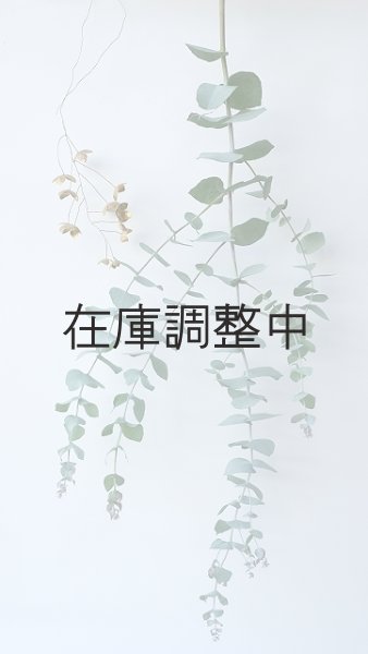 画像1: Dry plants for decor ユーカリ生切り枝（ブルーガム）タイプ700〜1000mm (1)