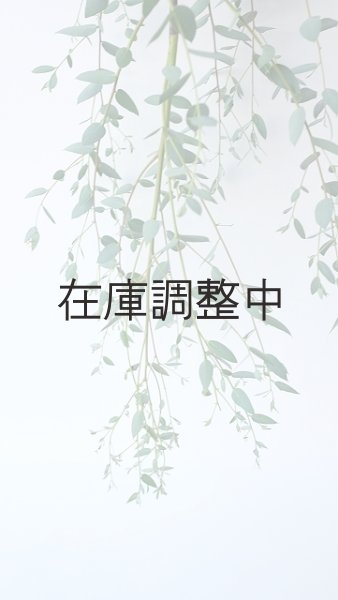 画像2: Dry plants for decor ユーカリ生切り枝（グニー）タイプ700〜1000mm (2)