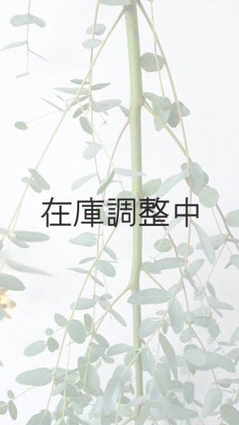 画像4: Dry plants for decor ユーカリ生切り枝（グニー）タイプ700〜1000mm (4)