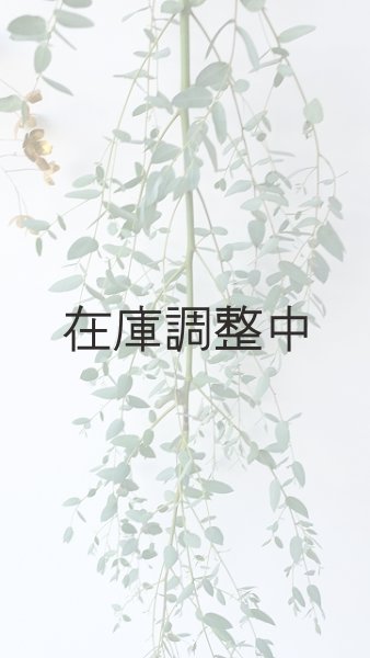 画像3: Dry plants for decor ユーカリ生切り枝（グニー）タイプ700〜1000mm (3)