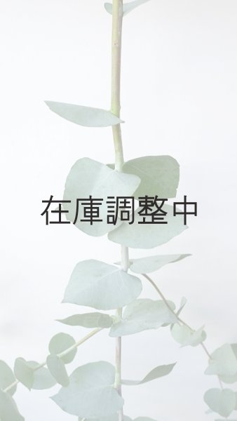 画像2: Dry plants for decor ユーカリ生切り枝（ブルーガム）タイプ700〜1000mm (2)