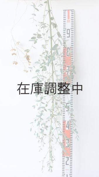 画像6: Dry plants for decor ユーカリ生切り枝（グニー）タイプ700〜1000mm (6)