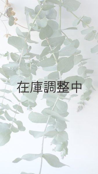 画像5: Dry plants for decor ユーカリ生切り枝（ブルーガム）タイプ700〜1000mm (5)