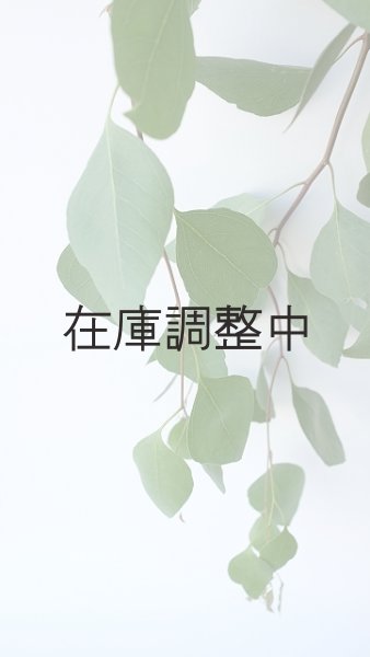 画像3: Dry plants for decor ユーカリ生切り枝（ポプルネア）タイプ700〜1000mm (3)