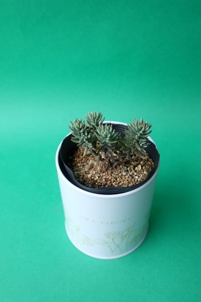 画像2: 多肉植物(シルバーペット・セダム属)苗・オプションでオリジナルスチール丸缶 (2)