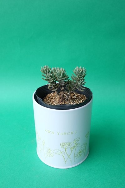 画像3: 多肉植物(シルバーペット・セダム属)苗・オプションでオリジナルスチール丸缶 (3)