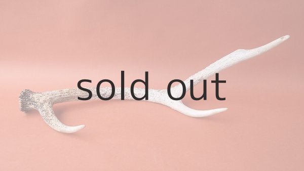 画像6: デコール用二ホンジカの角 (6)