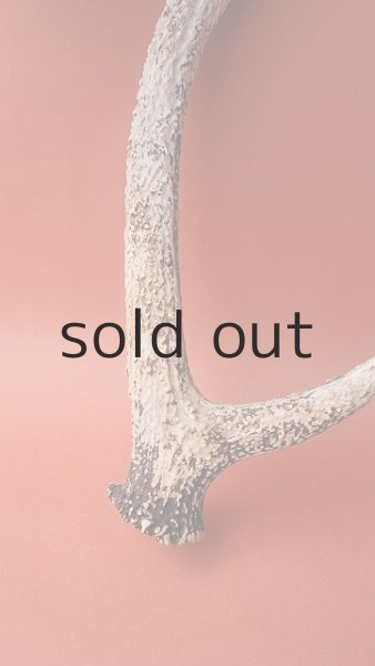 画像2: デコール用二ホンジカの角 (2)