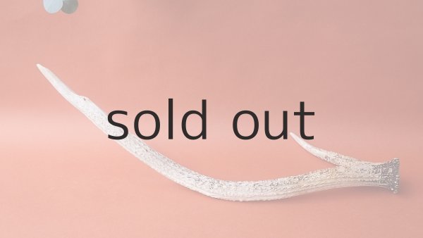 画像5: デコール用二ホンジカの角 (5)