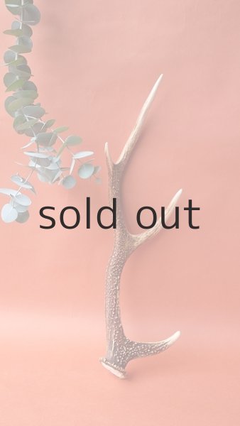 画像1: デコール用二ホンジカの角 (1)