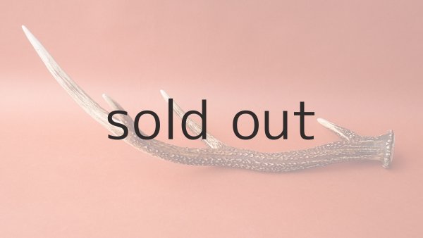 画像4: デコール用二ホンジカの角 (4)