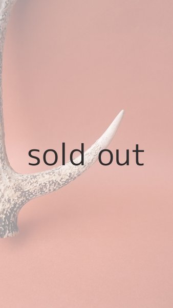 画像3: デコール用二ホンジカの角 (3)