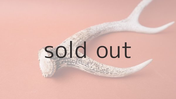 画像7: デコール用二ホンジカの角 (7)