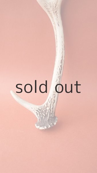 画像2: デコール用二ホンジカの角(小鹿) (2)