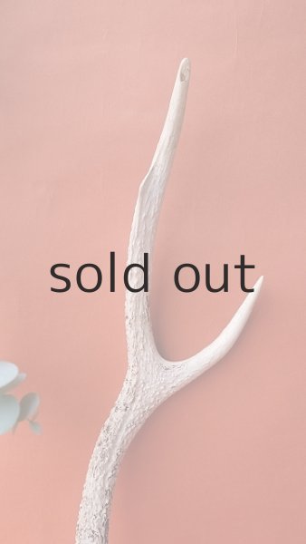 画像4: デコール用二ホンジカの角 (4)